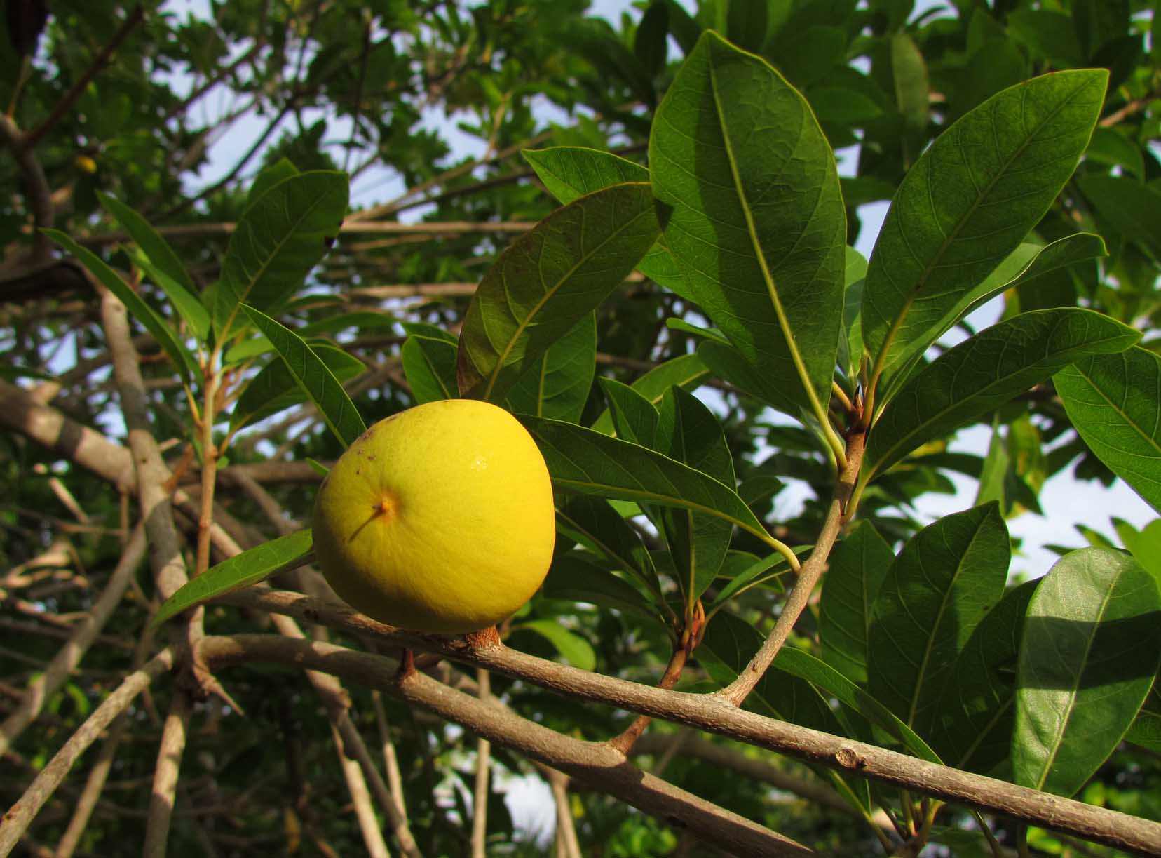 Pouteria campechiana